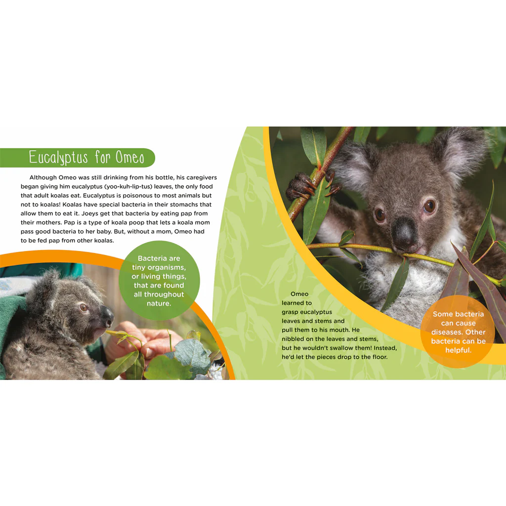 Amazing Omeo: A Baby Koala's True Story of Survival - Image 3