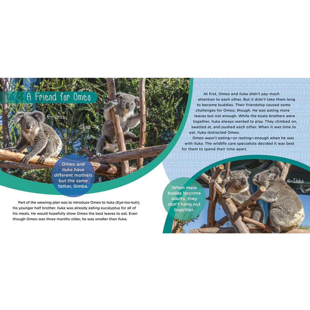 Amazing Omeo: A Baby Koala's True Story of Survival - Image 4